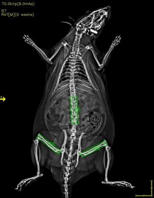 小动物体成分检测